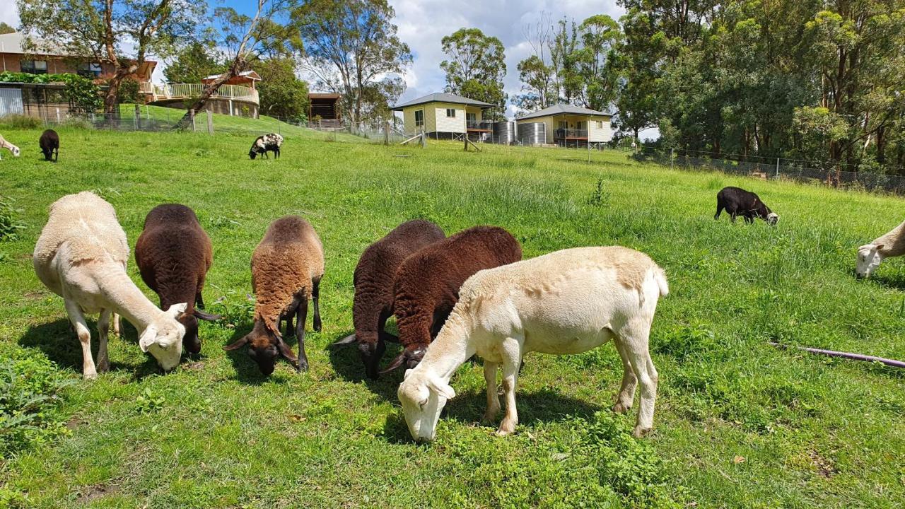 Blueberry Hills On Comleroy Farmstay - Self-Contained Cottages Kurrajong Luaran gambar