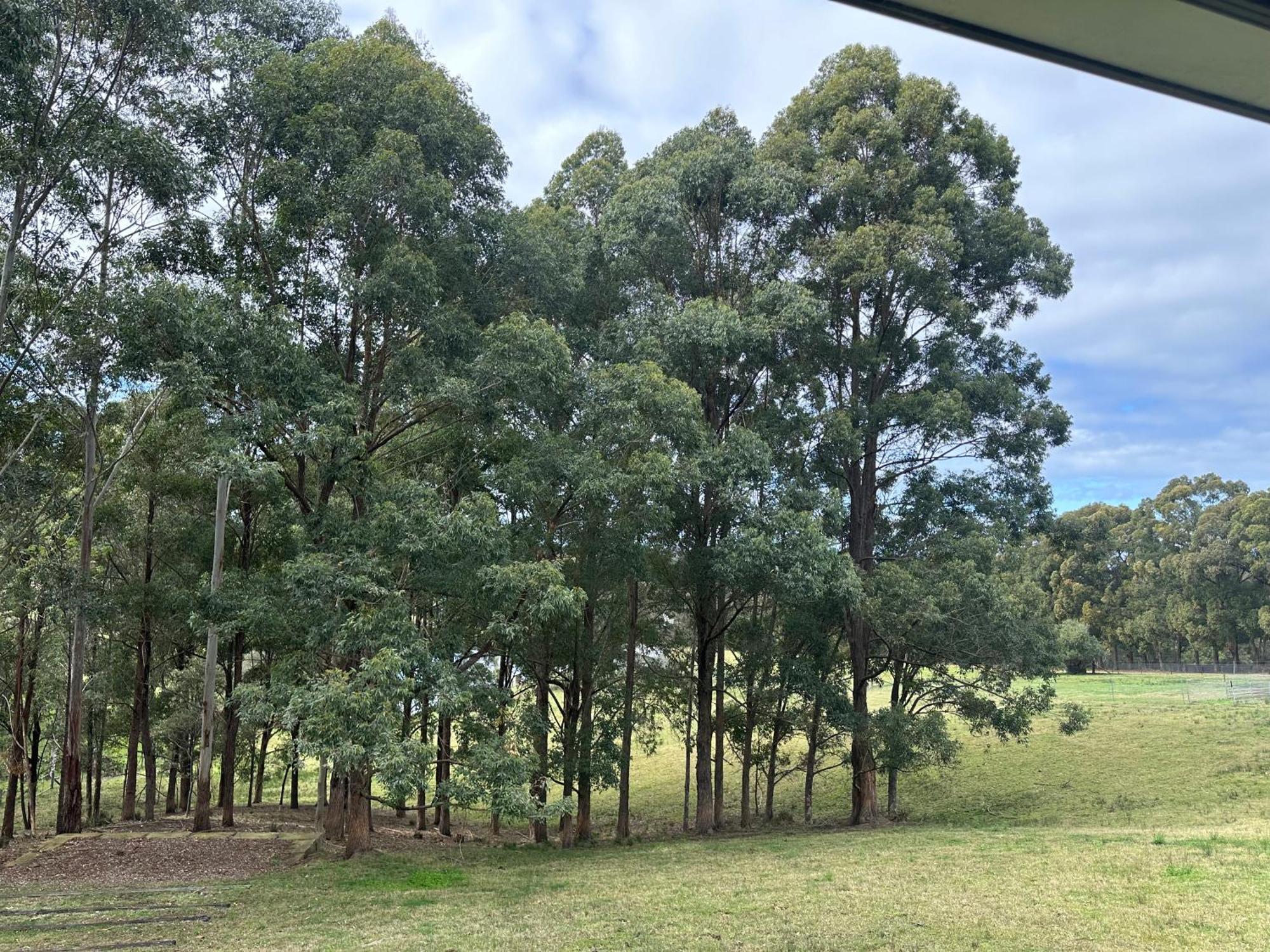 Blueberry Hills On Comleroy Farmstay - Self-Contained Cottages Kurrajong Luaran gambar