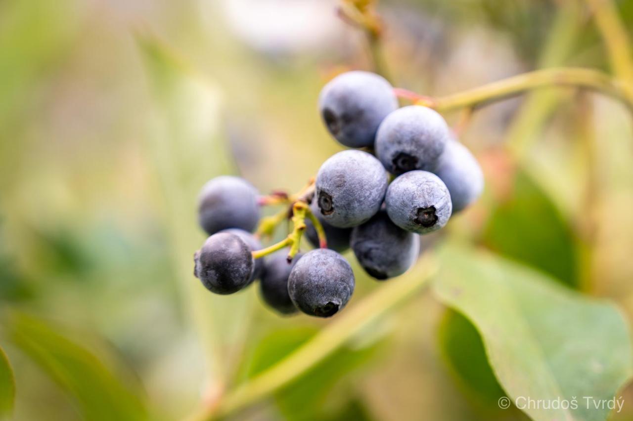 Blueberry Hills On Comleroy Farmstay - Self-Contained Cottages Kurrajong Luaran gambar