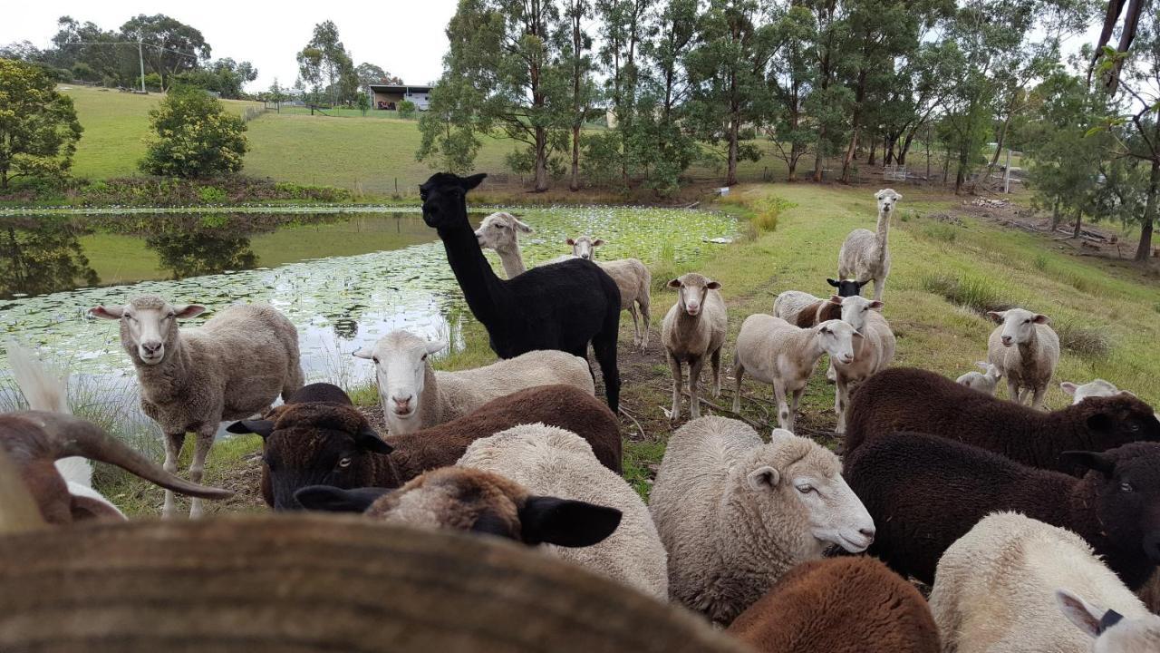 Blueberry Hills On Comleroy Farmstay - Self-Contained Cottages Kurrajong Luaran gambar
